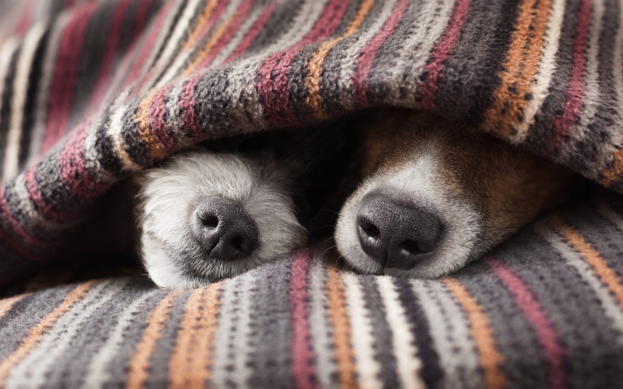 cani nascosti sotto alla coperta