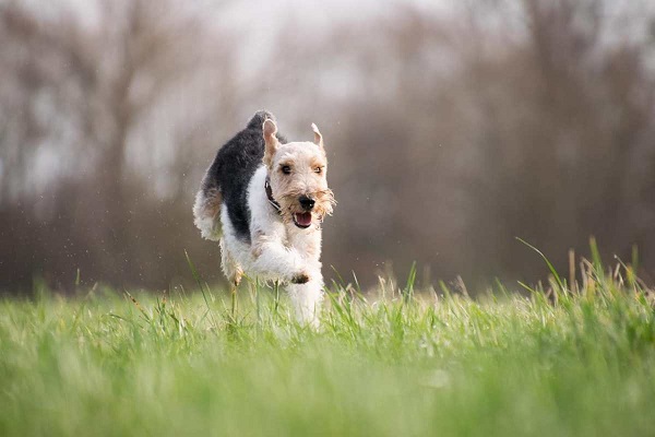 cane che corre felice 