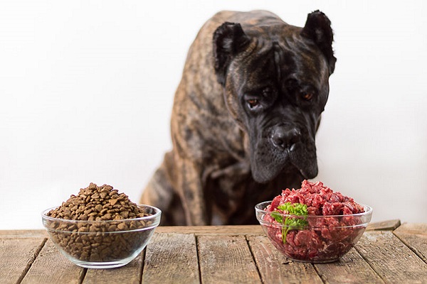 cane indeciso sul cibo