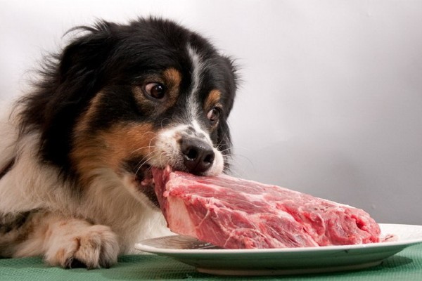cane mangia la carne