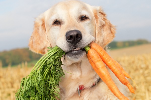 cane che mangia verdure