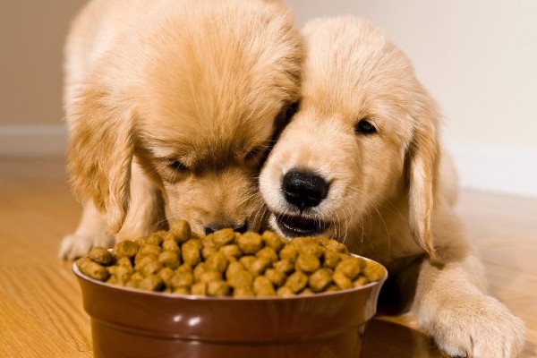 cuccioli di cane mangiano la pappa
