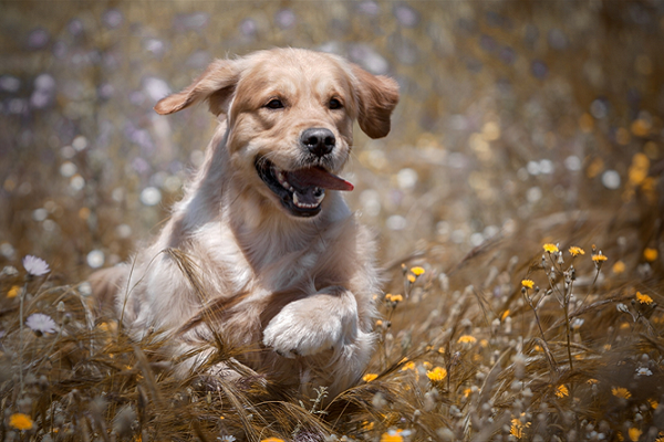 cane corre sul prato