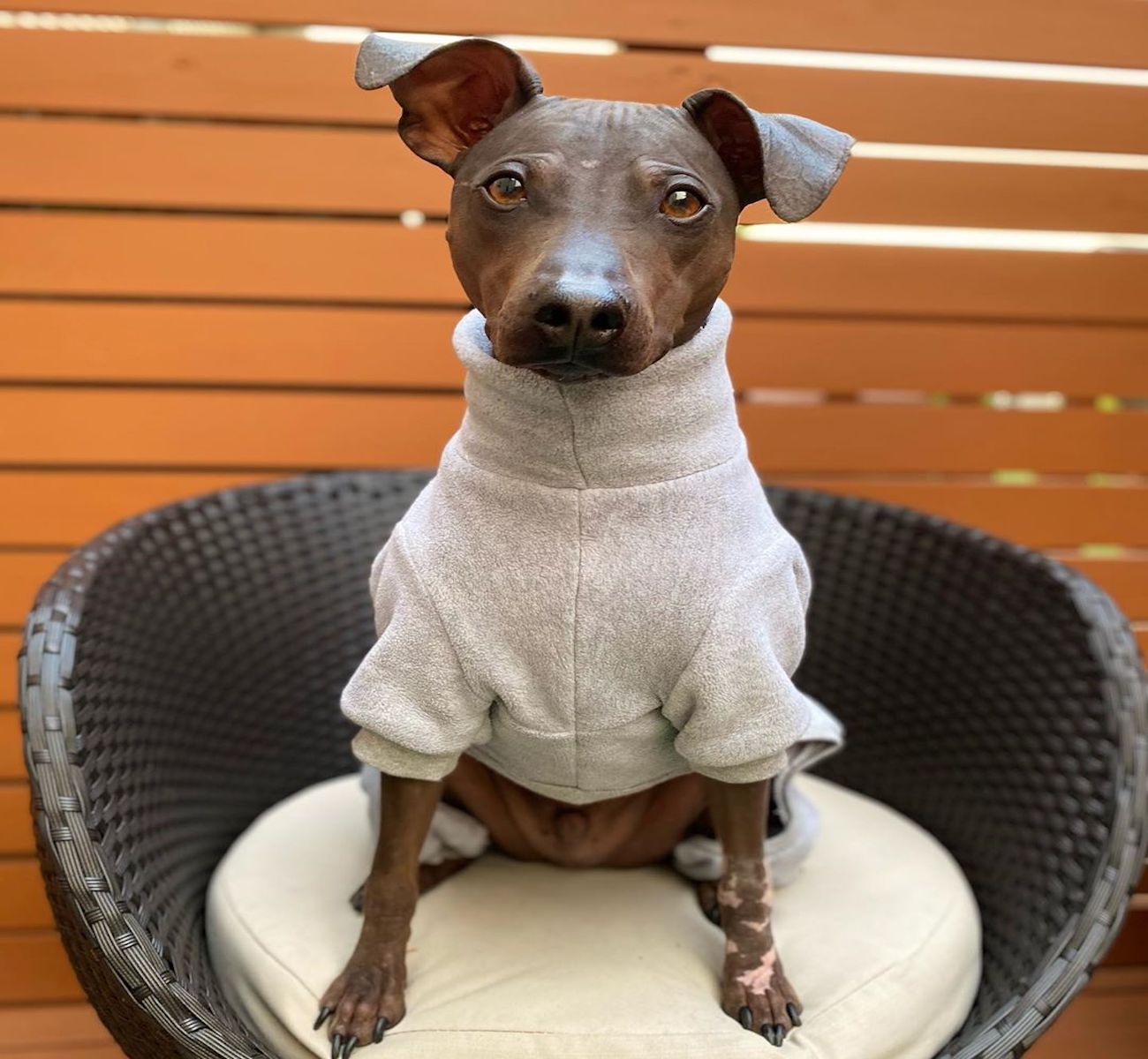 american hairless terrier maglioncino