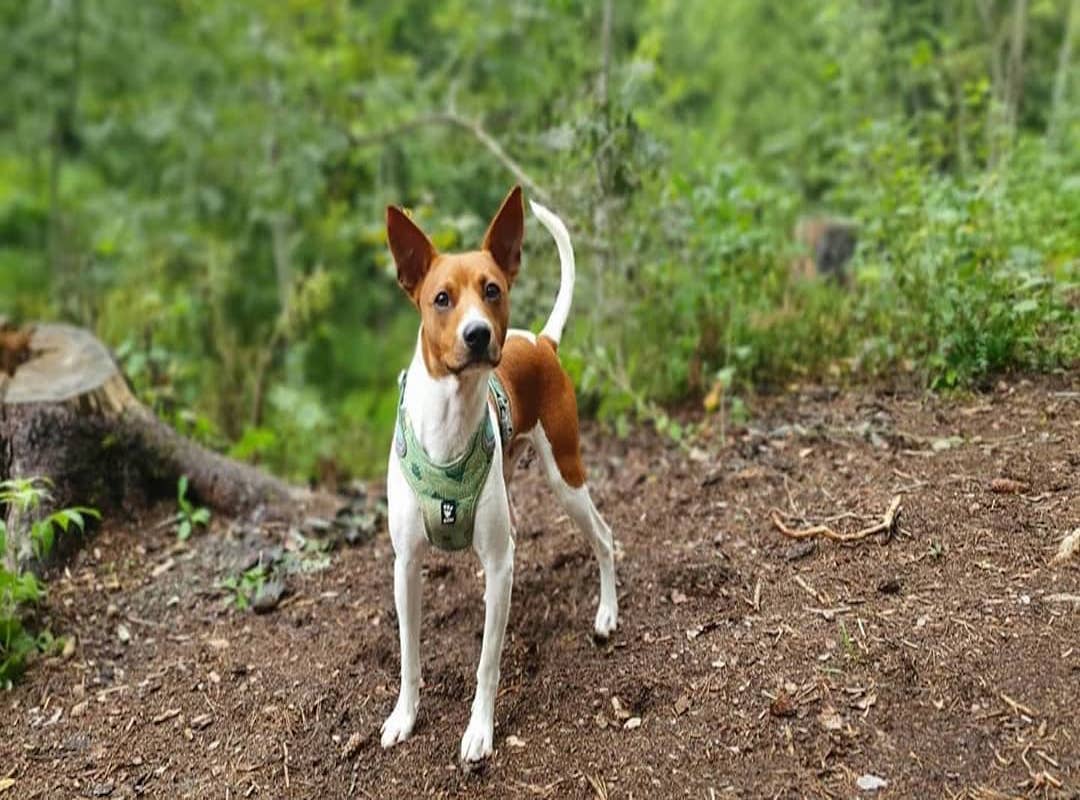 american hairless terrier a spasso