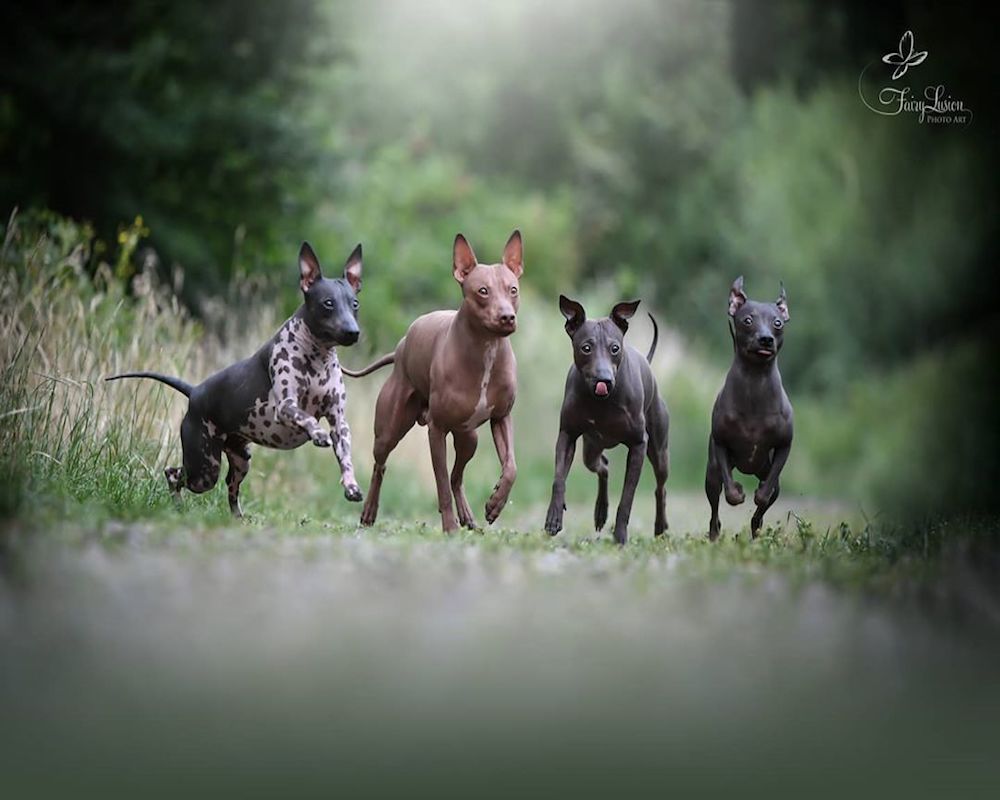 cuccioli in gruppo corrono divertiti