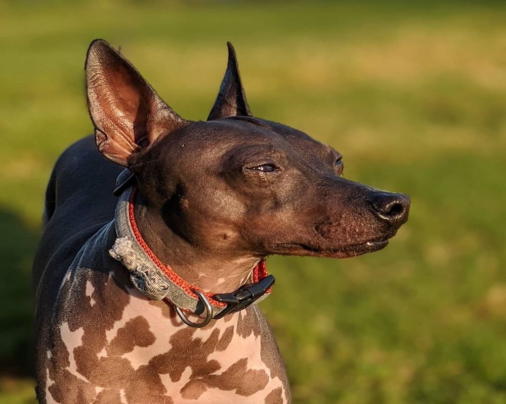 american hairless terrier con sguardo tenero