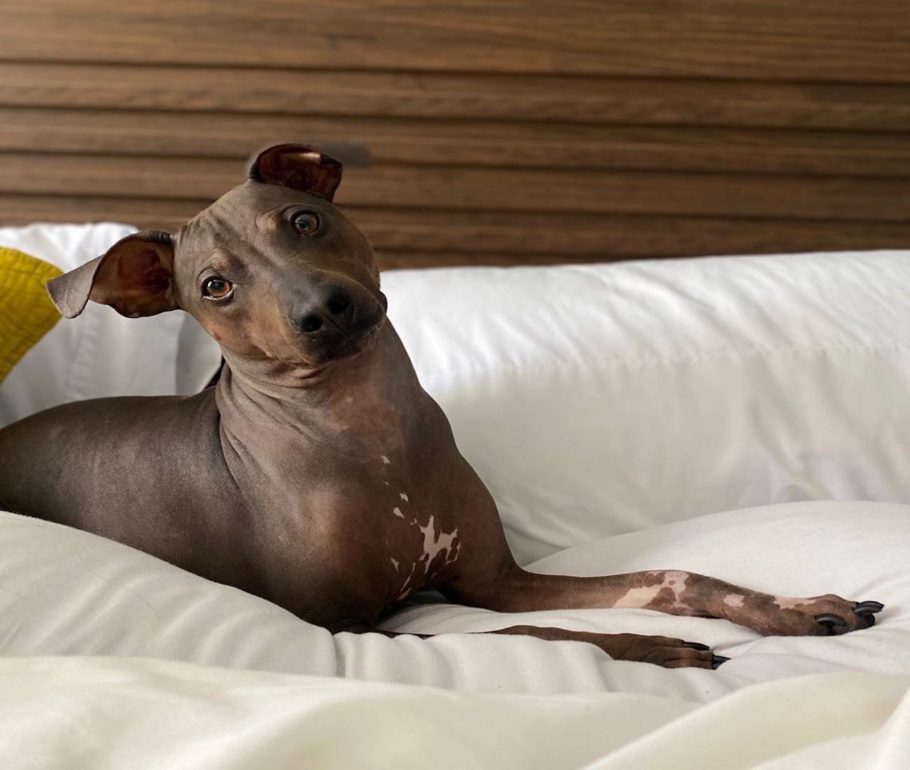 Siri, l’American Hairless Terrier che vuole baciare la sua umana mordicchiandola (VIDEO)