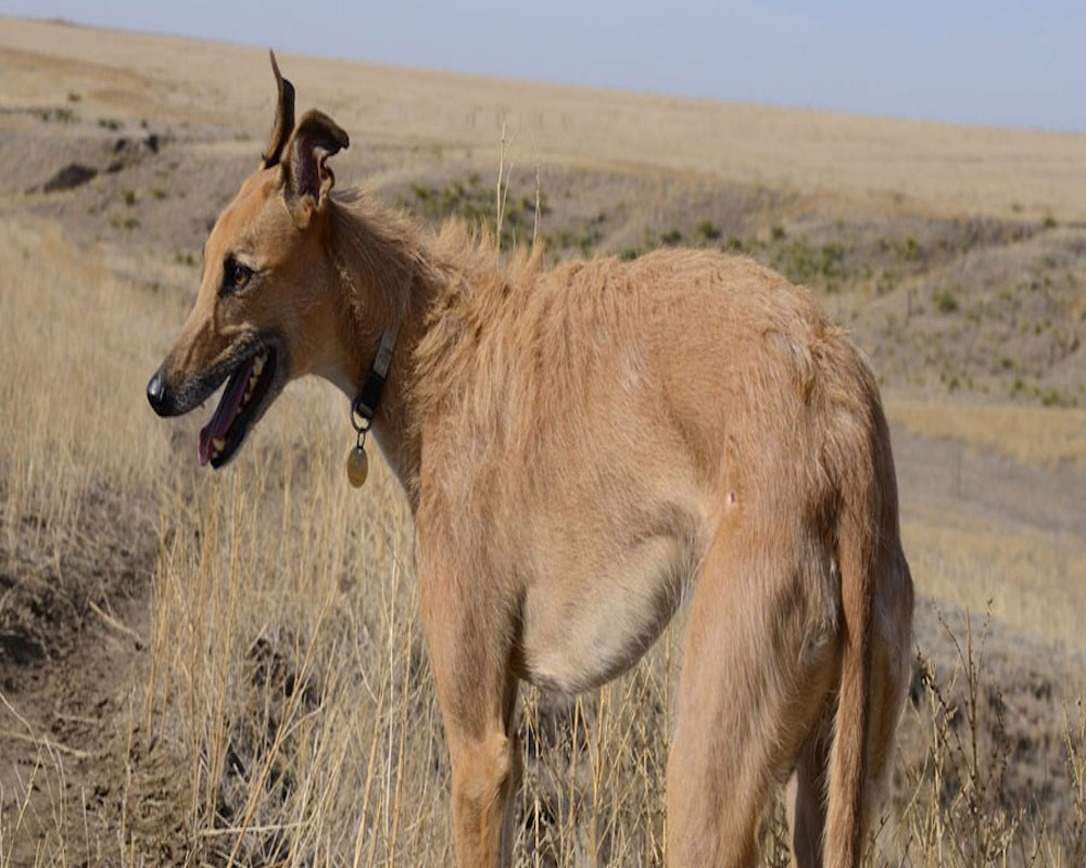 american staghound incuriosito