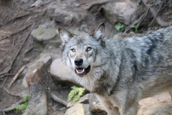 american wolfdog temperamento