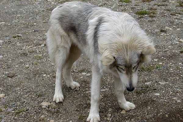cane-lupo bianco e grigio