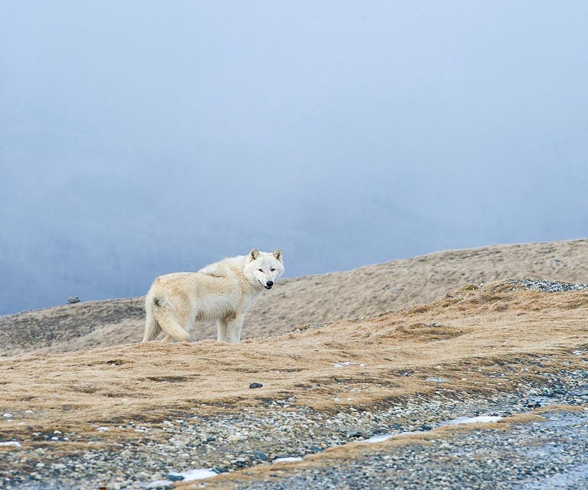 Wolfdog, curiosità su questa razza non riconosciuta (ma bellissima)