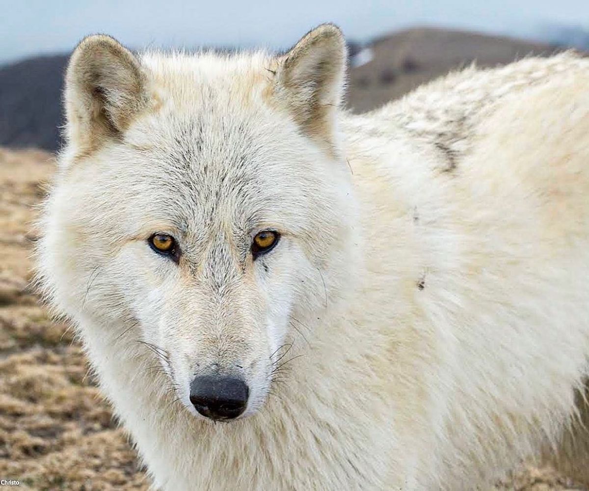 Wolfdog, da dove proviene? Origini e diffusione di questa razza