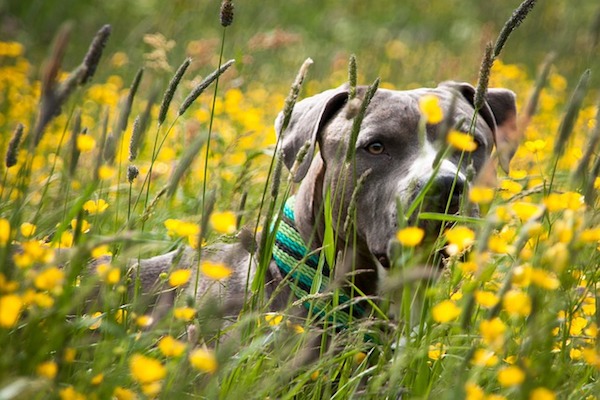 amstaff si diverte nell'erba alta