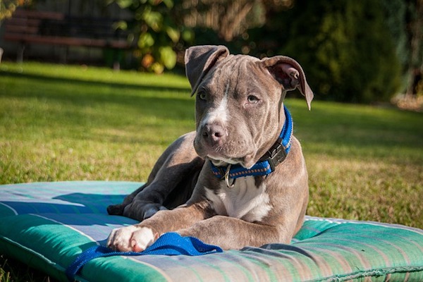 amstaff si rilassa sul prato