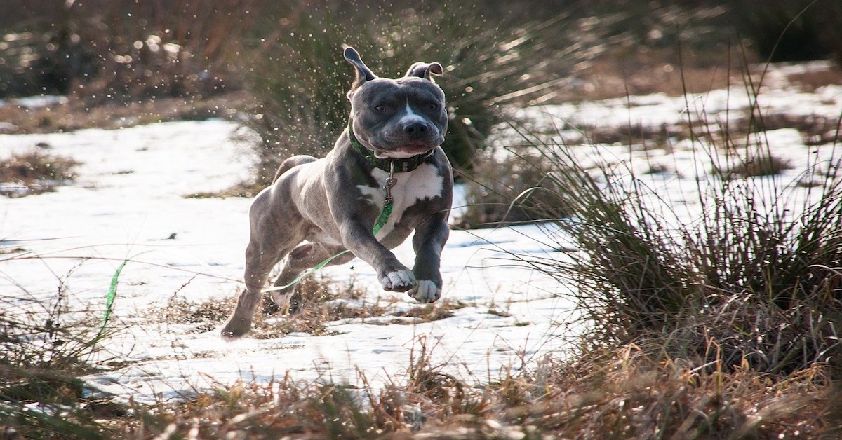 Amstaff, a chi è adatto? Padrone ideale e legami che può stringere