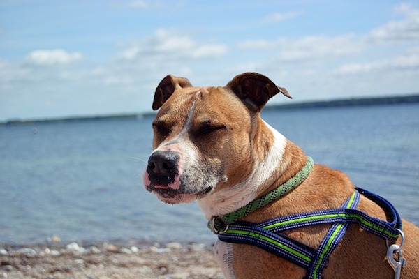 amstaff si diverte al mare