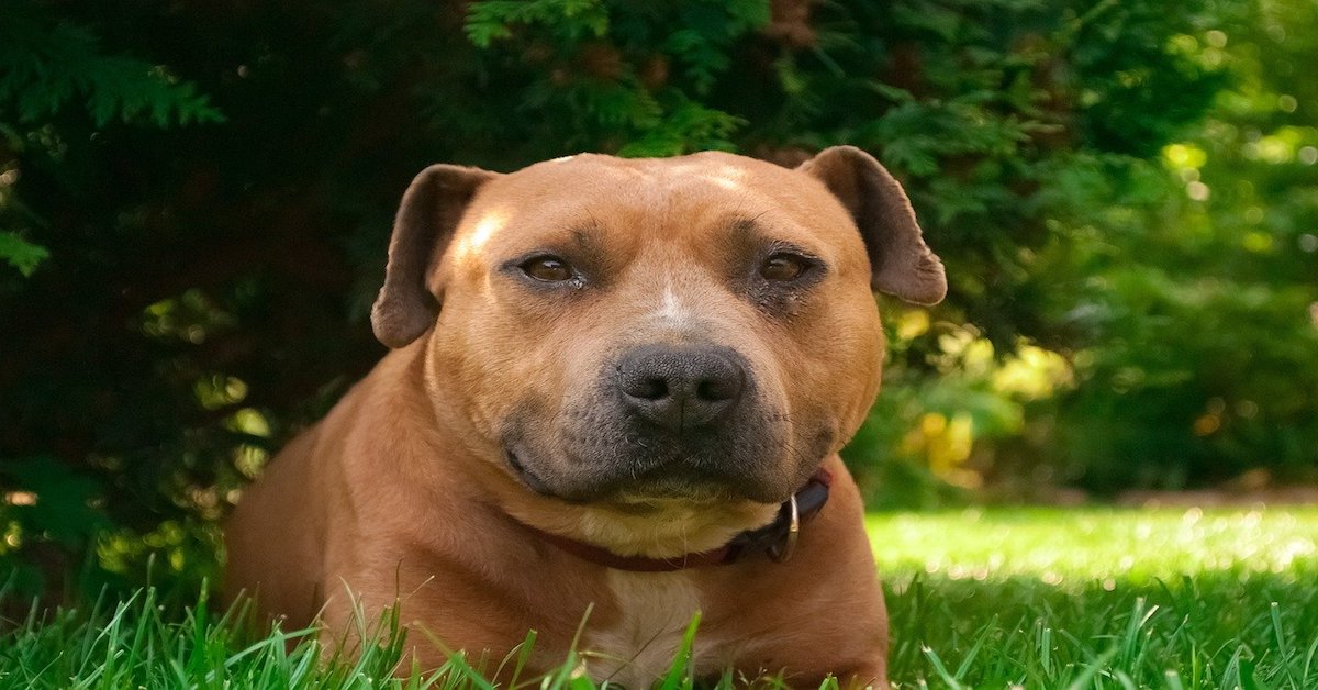 Amstaff, cosa mangia? Elenco di cibi e alimentazione corretta per questo cane