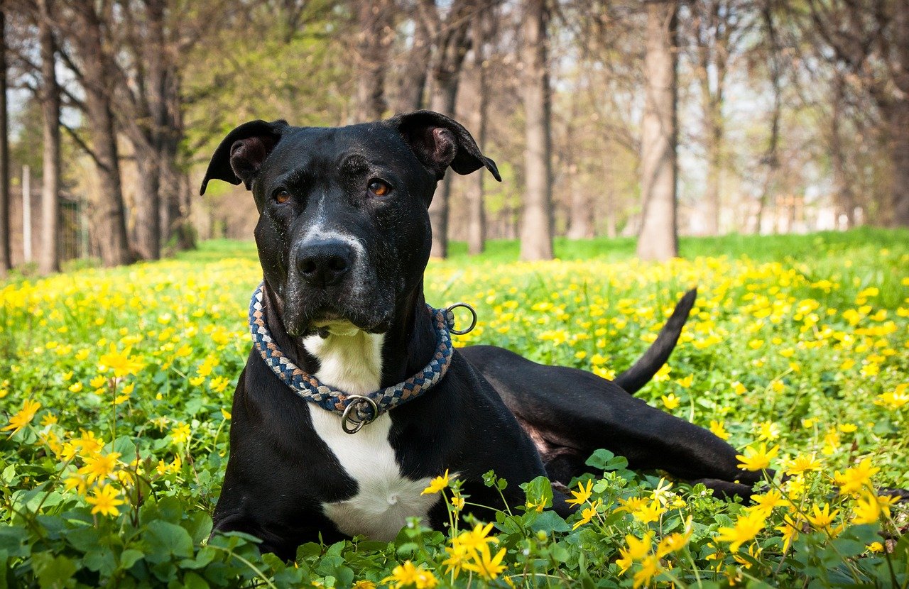 Amstaff, curiosità e particolarità di questo cane: aneddoti e cose da sapere