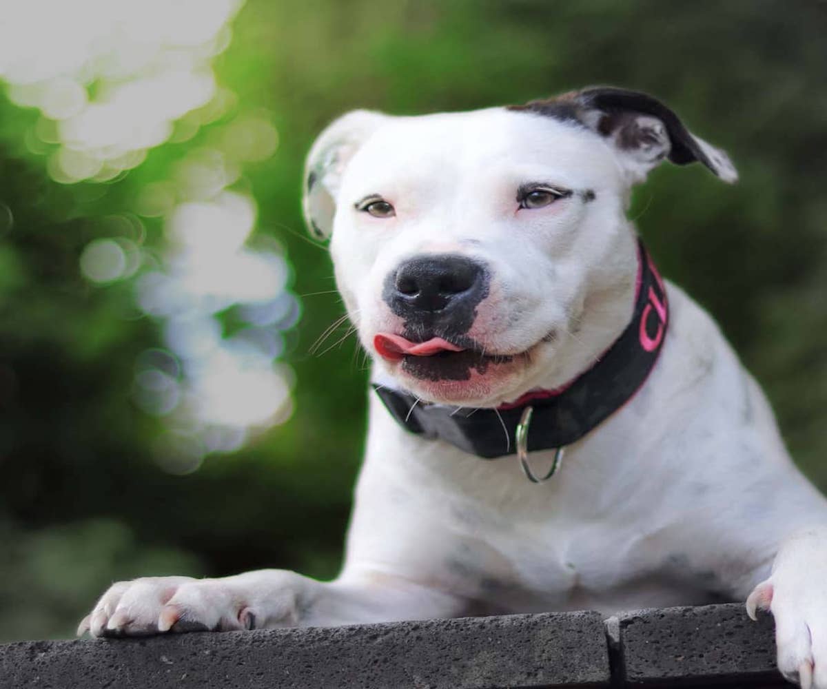 american terrier si diverte