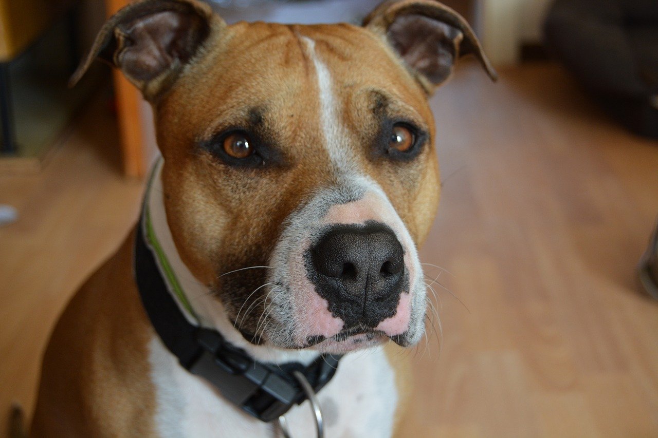 american terrier con occhi grandi