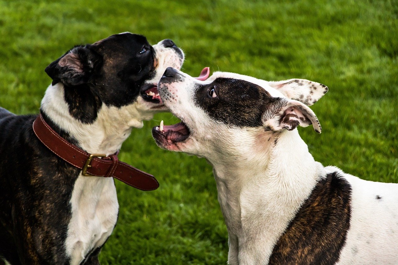 Amstaff, differenza tra maschi e femmine: atteggiamenti e attitudini del cane