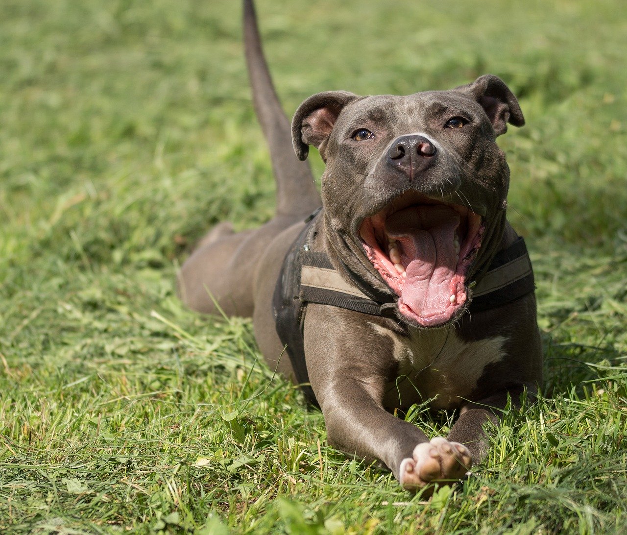 amstaff bocca aperta