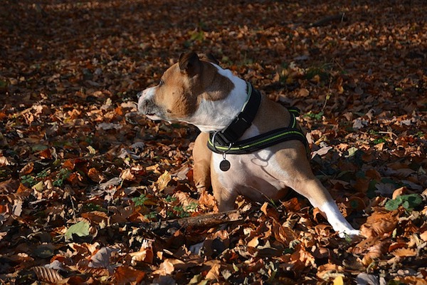 amstaff si diverte fra le foglie