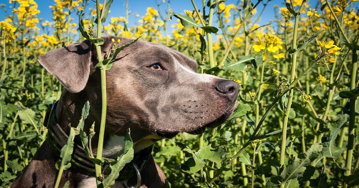 Amstaff e anziani, è un cane adatto a loro? Ecco cosa bisogna sapere