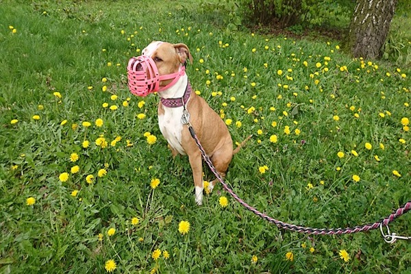 amstaff impara buone maniere