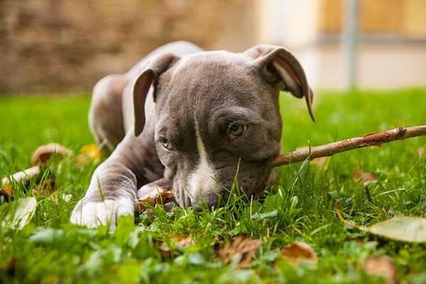 amstaff da cucciolo