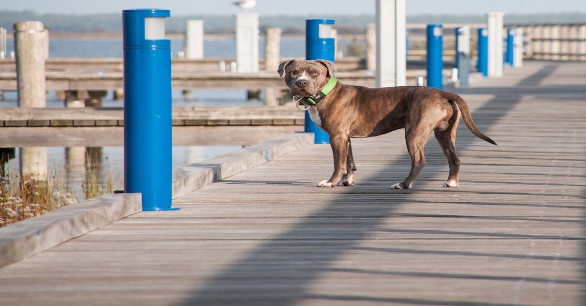 Amstaff e bambini: vanno d’accordo? Tutto quello che bisogna sapere