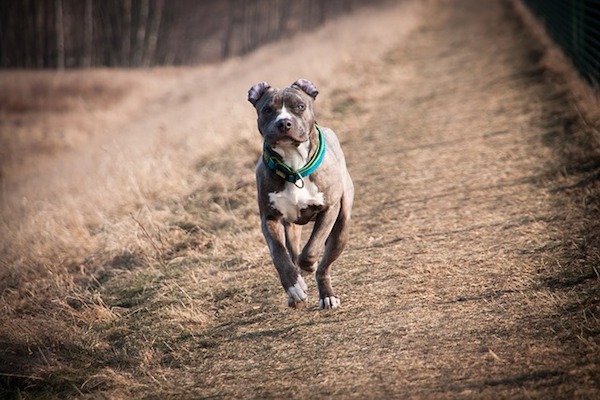 amstaff prova a correre