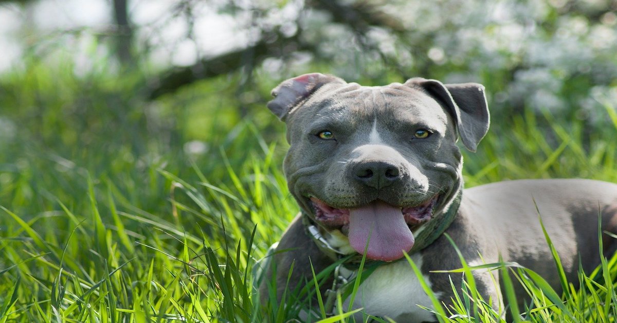 Amstaff, malattie comuni: tutte le patologie di questo cane e come prevenirle