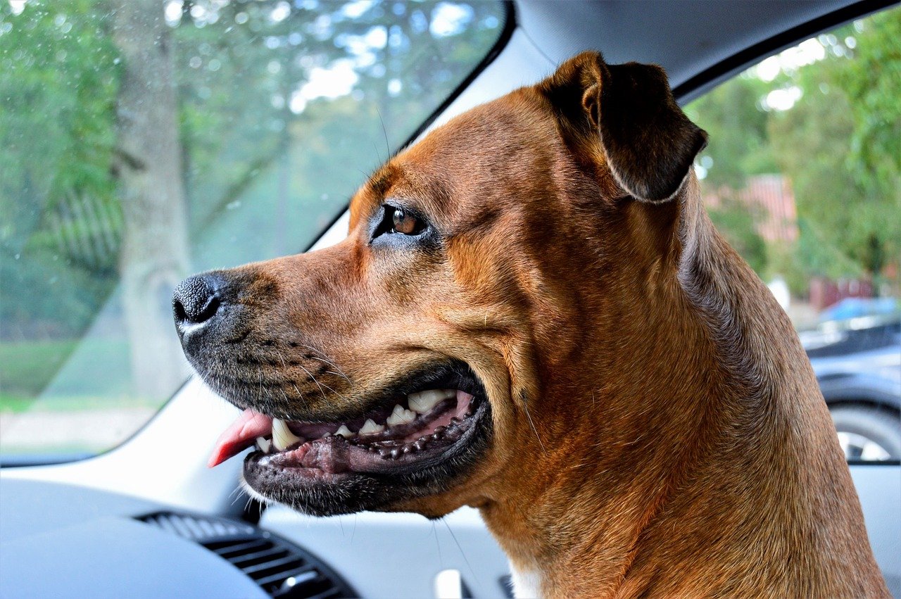 muso lungo di un amstaff