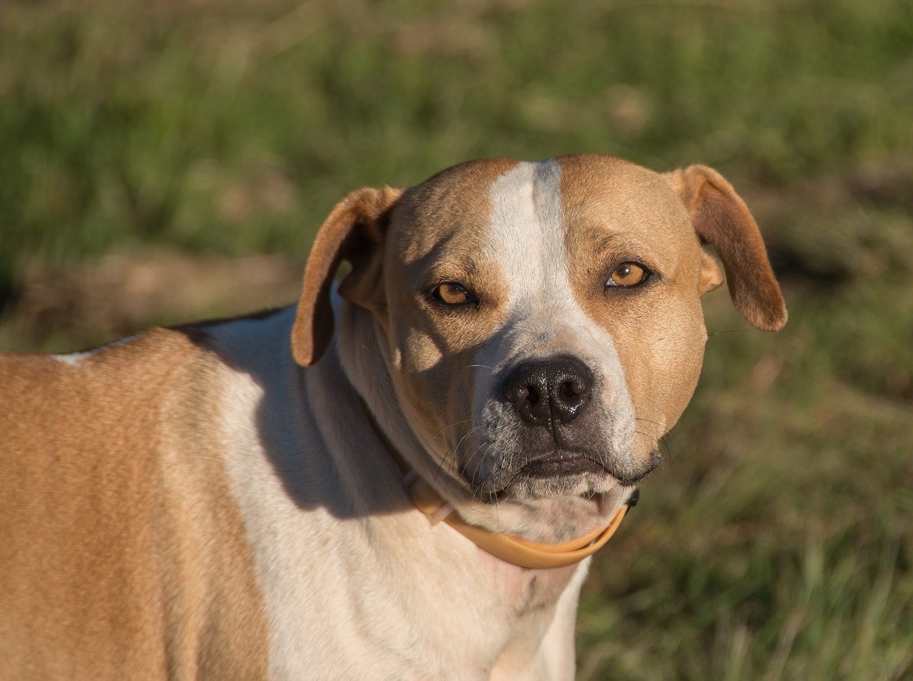 cane dallo sguardo interesasto