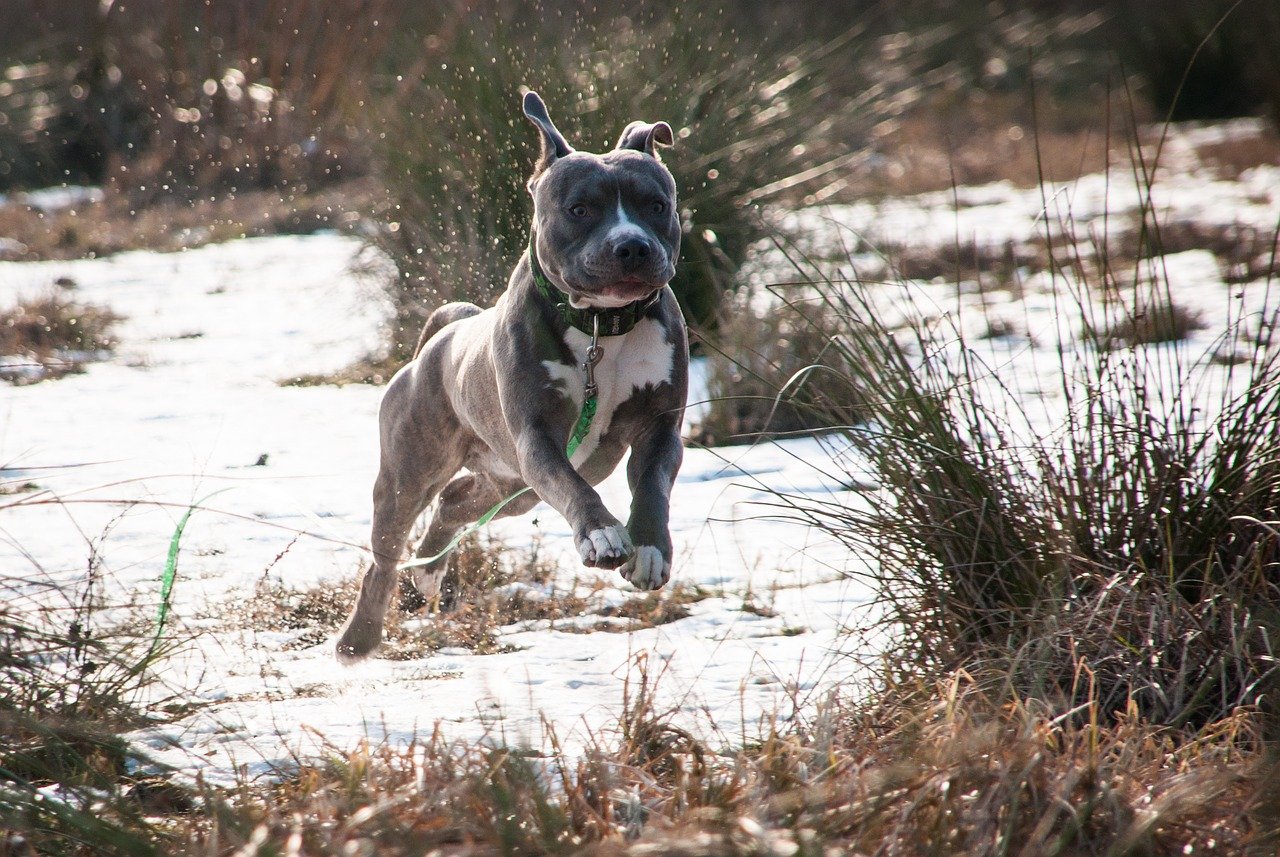 Amstaff, salute e benessere: tutte le cure da dargli per farlo stare bene