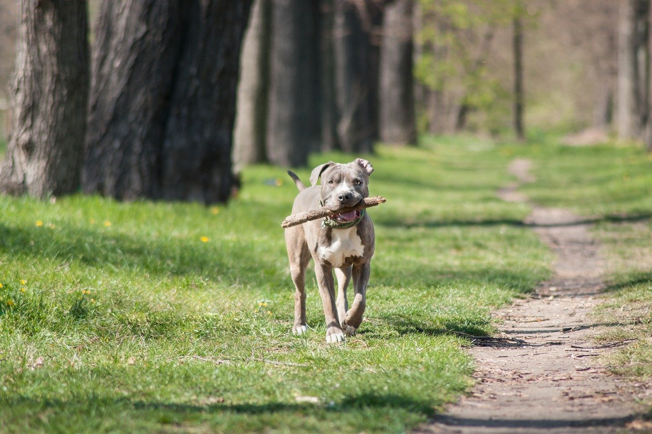 amstaff scorrazza divertito