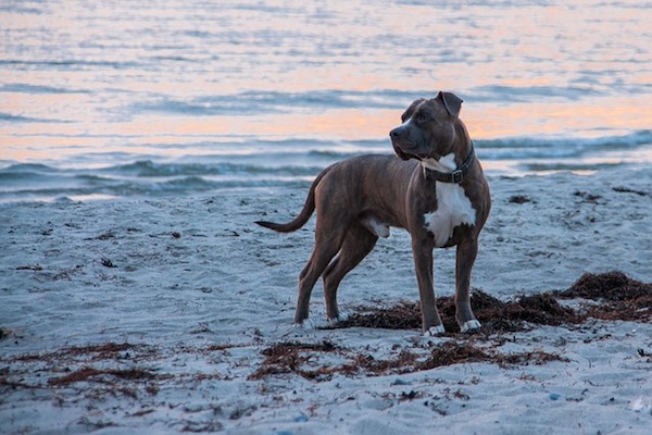 amstaff si gode il mare felice