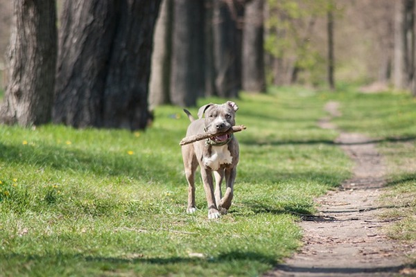 amstaff utilizzo e ruolo che svolge