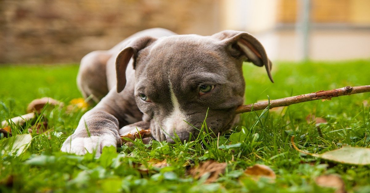 Amstaff, per cosa viene usato più frequentemente? Attitudini e impieghi