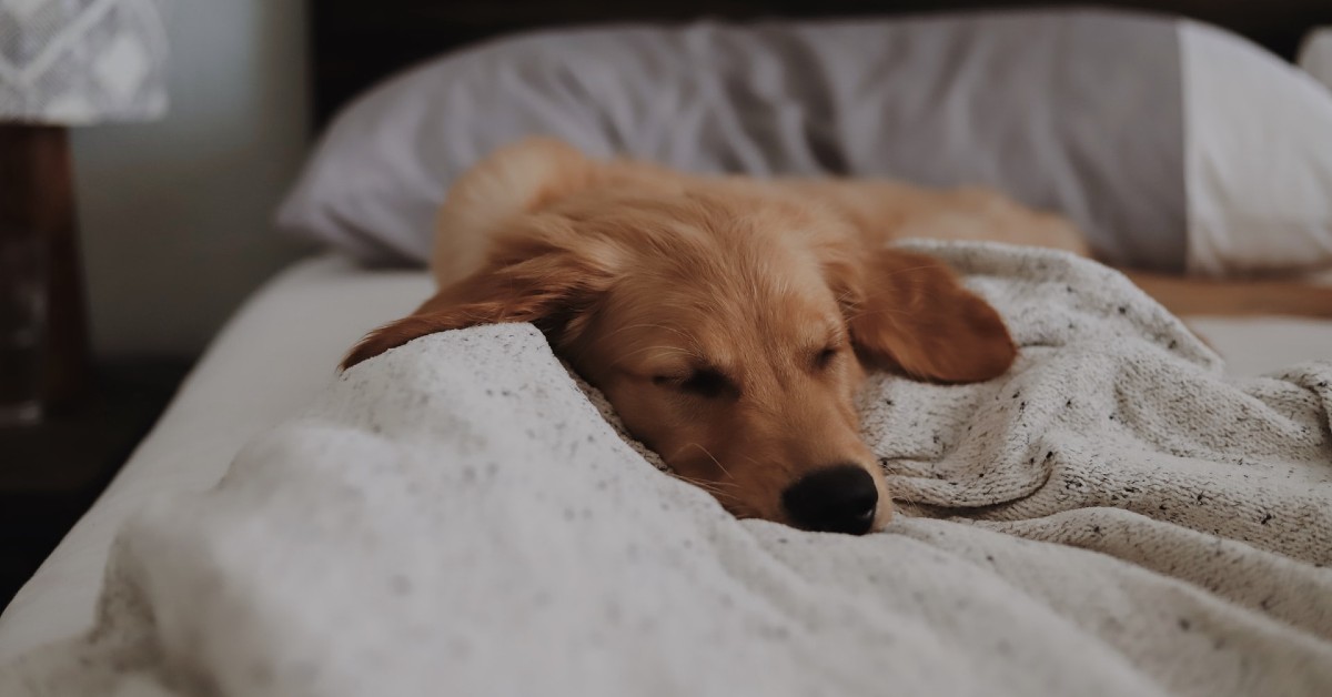 umidità per il cane