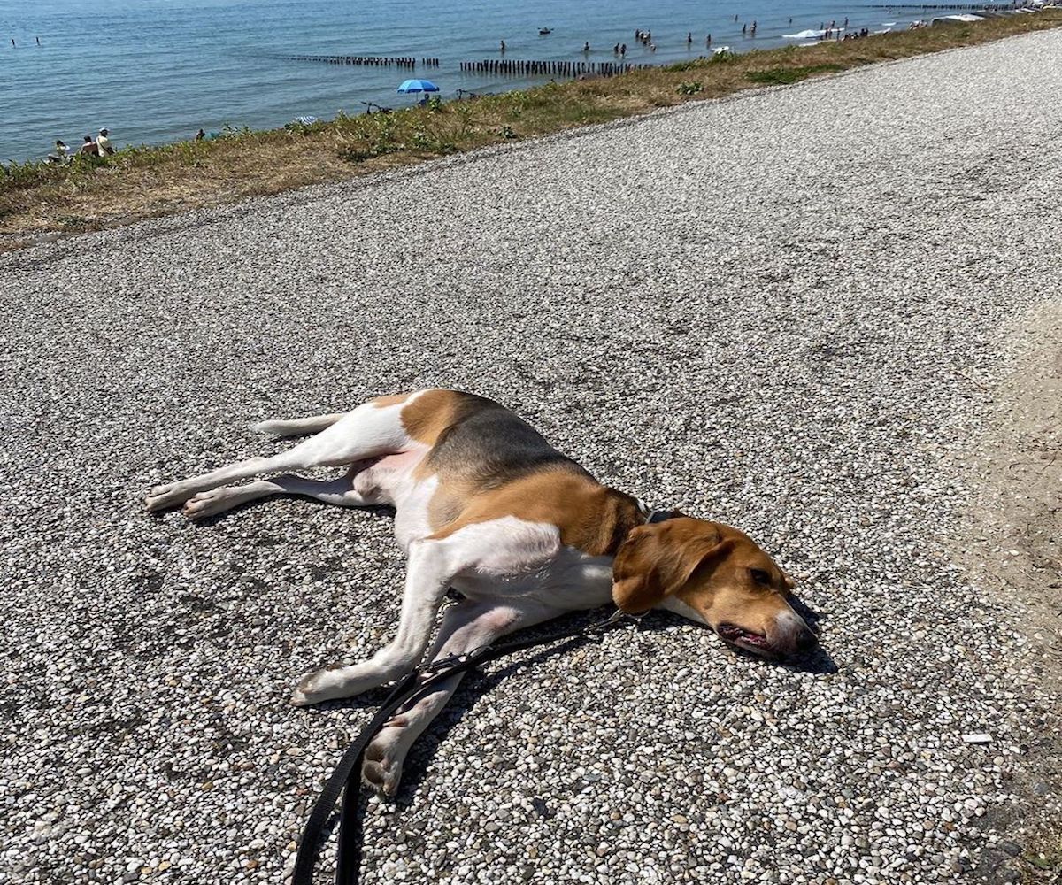 cagnolone sdraiato al sole