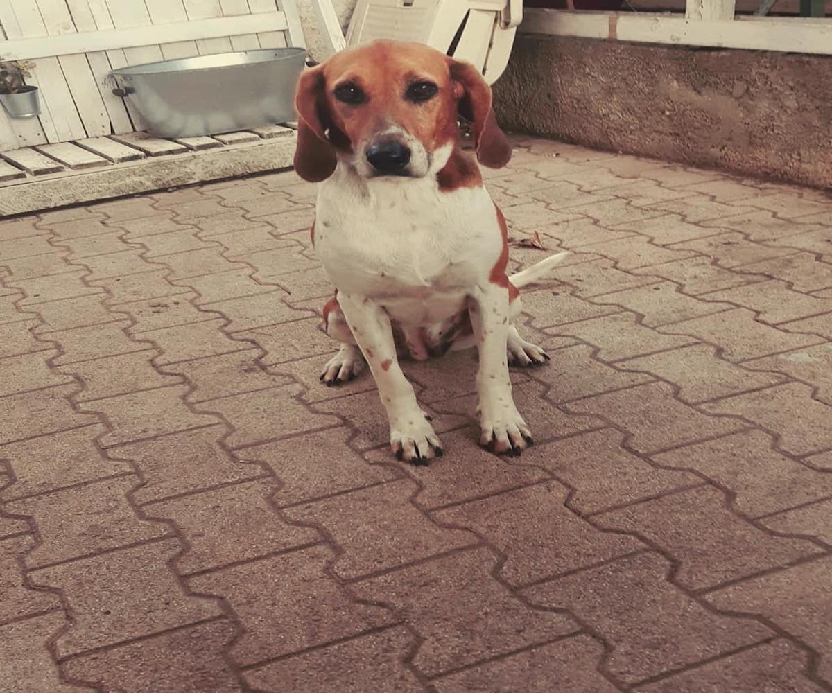 cagnolone con occhi dolci