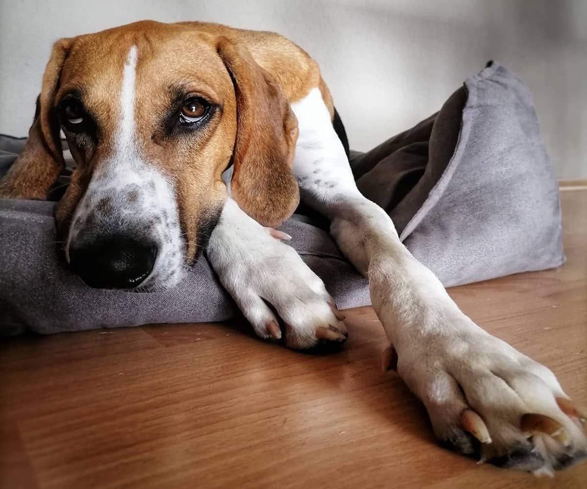 cagnolone stanco che si rilassa