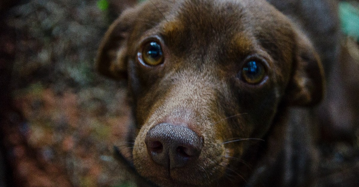 cucciolo di cane lasciato solo