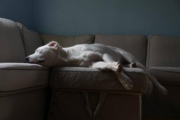 disturbi del sonno nel cane