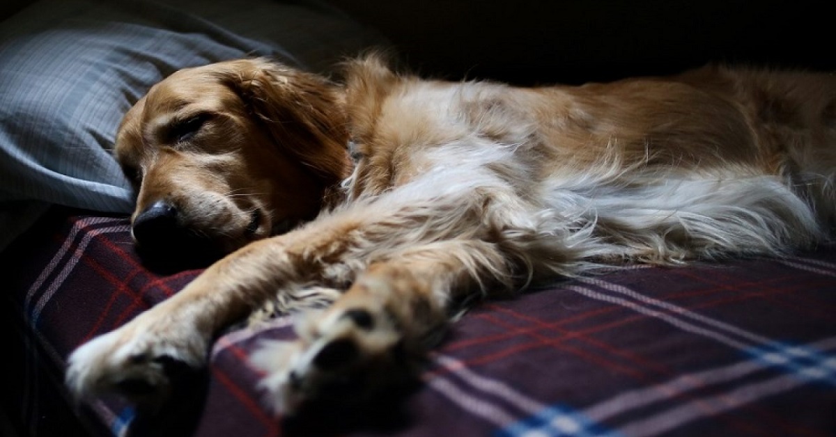 Apnea notturna del cane: cosa la causa e quali sono i rimedi