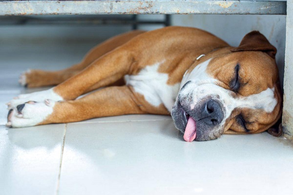 cane boxer che dorme