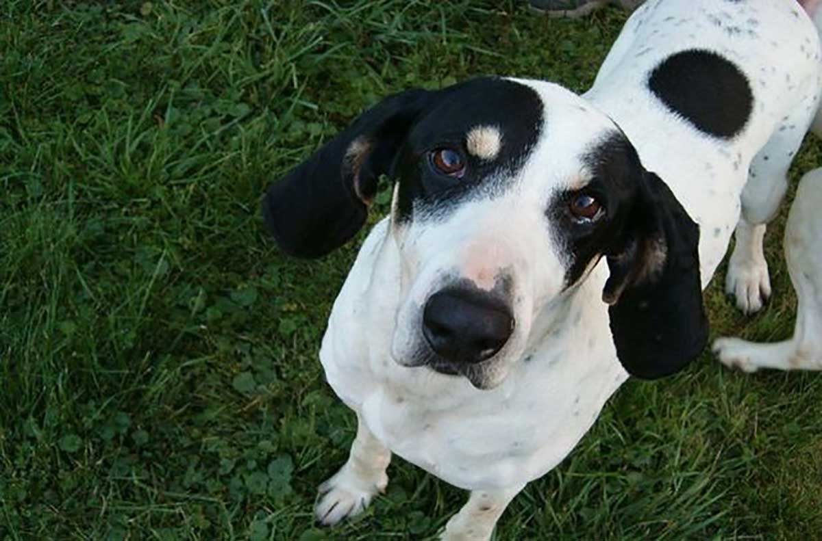 Ariégeois, toelettatura: cosa sapere per rendere perfetto il manto di questo cane